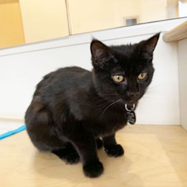 Glen Cove Pets Who Need A Home: Meet Midnight, Chant, Sugar & More