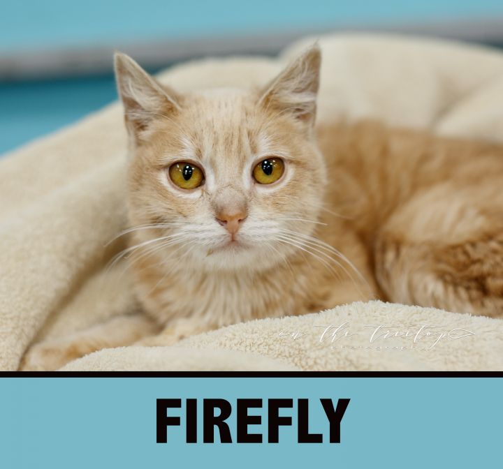 FIREFLY 1