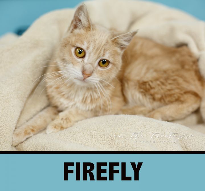 FIREFLY, an adopted Domestic Short Hair & Tabby Mix in San Juan Capistrano, CA_image-2