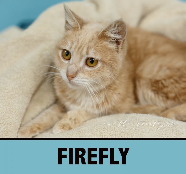 FIREFLY 3