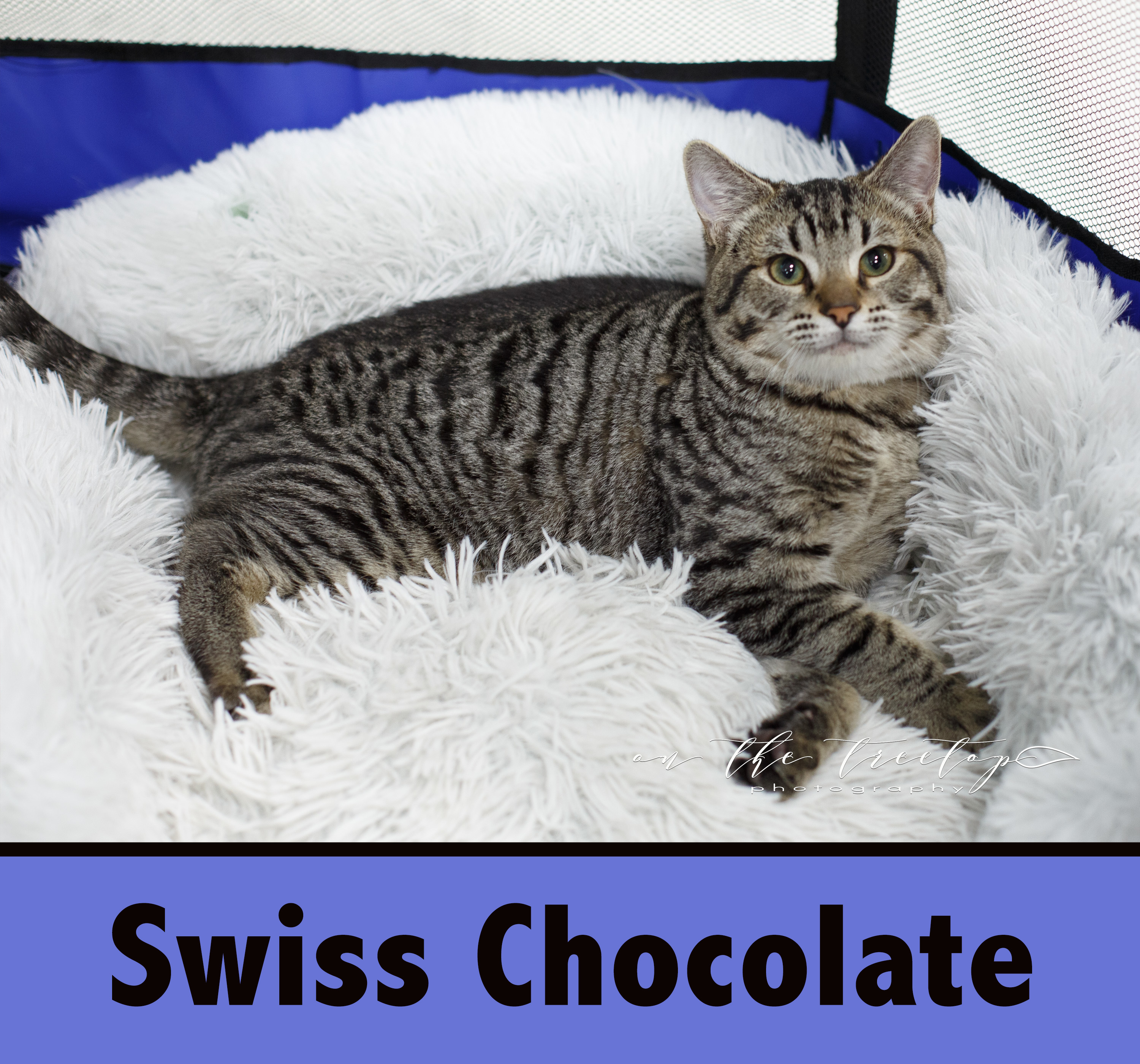 Swiss Chocolate detail page