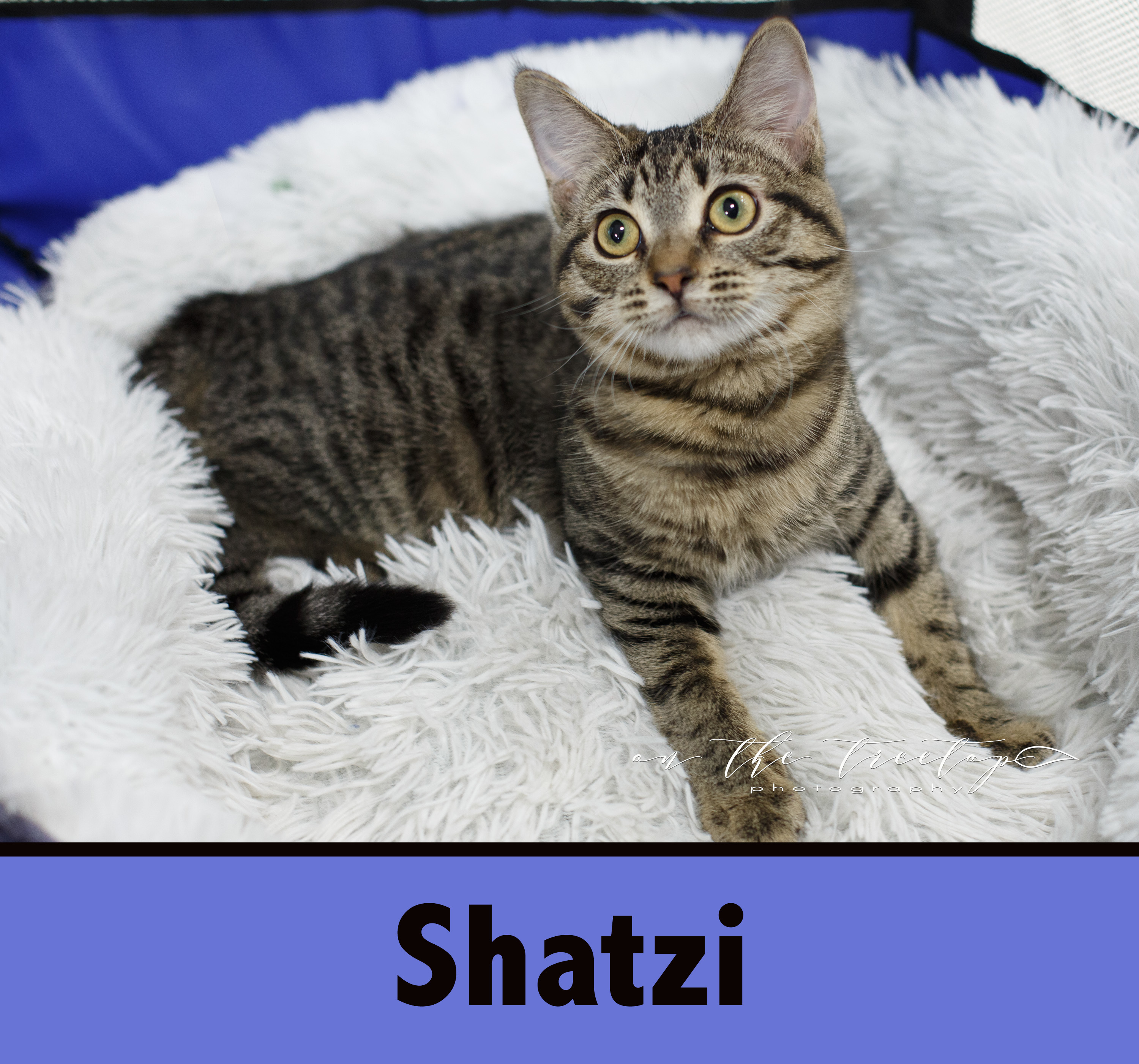 Shatzi detail page