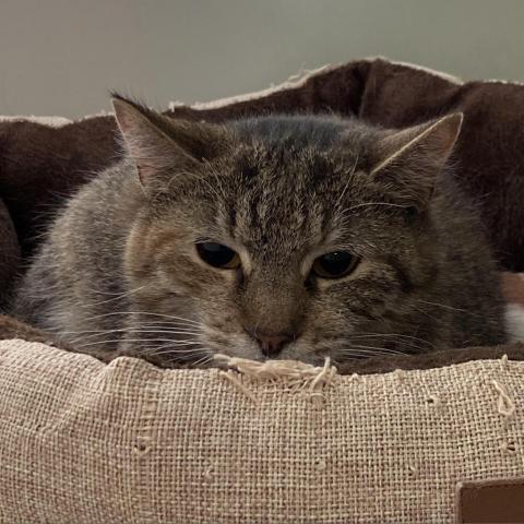 Bocconcini #20-211, an adoptable Domestic Short Hair in Branford, CT, 06405 | Photo Image 1