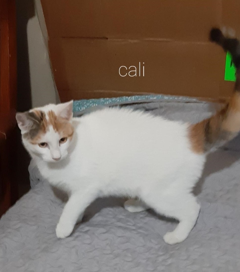 Cali The Cute Kitty detail page