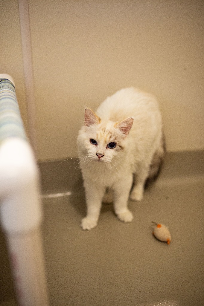 56 HQ Pictures Siamese Cat Adoption Mn / Siamese Rescue Cat For Adoption In Baudette Minnesota Si Am Petcurious