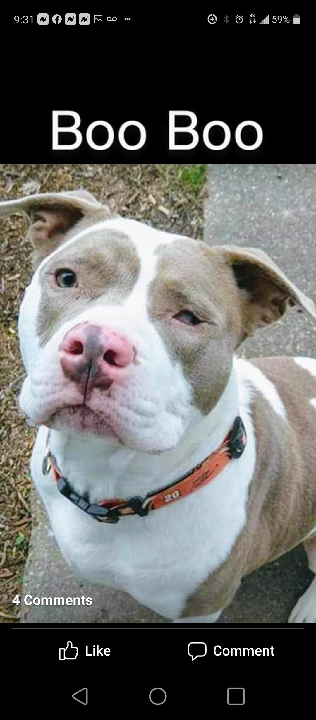 Boo Boo, an adoptable American Bully, American Bulldog in Hampton, VA, 23663 | Photo Image 1