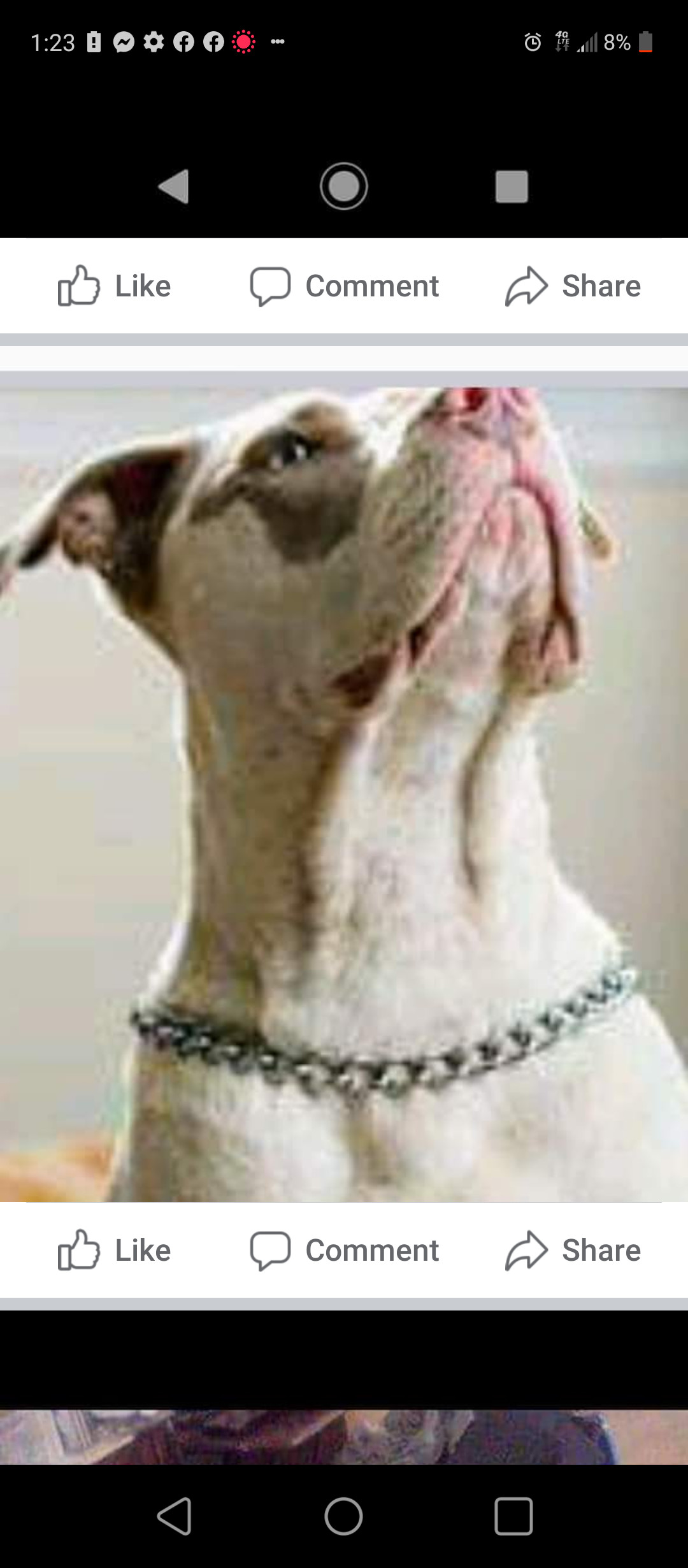 Boo Boo, an adoptable American Bully, American Bulldog in Hampton, VA, 23663 | Photo Image 2