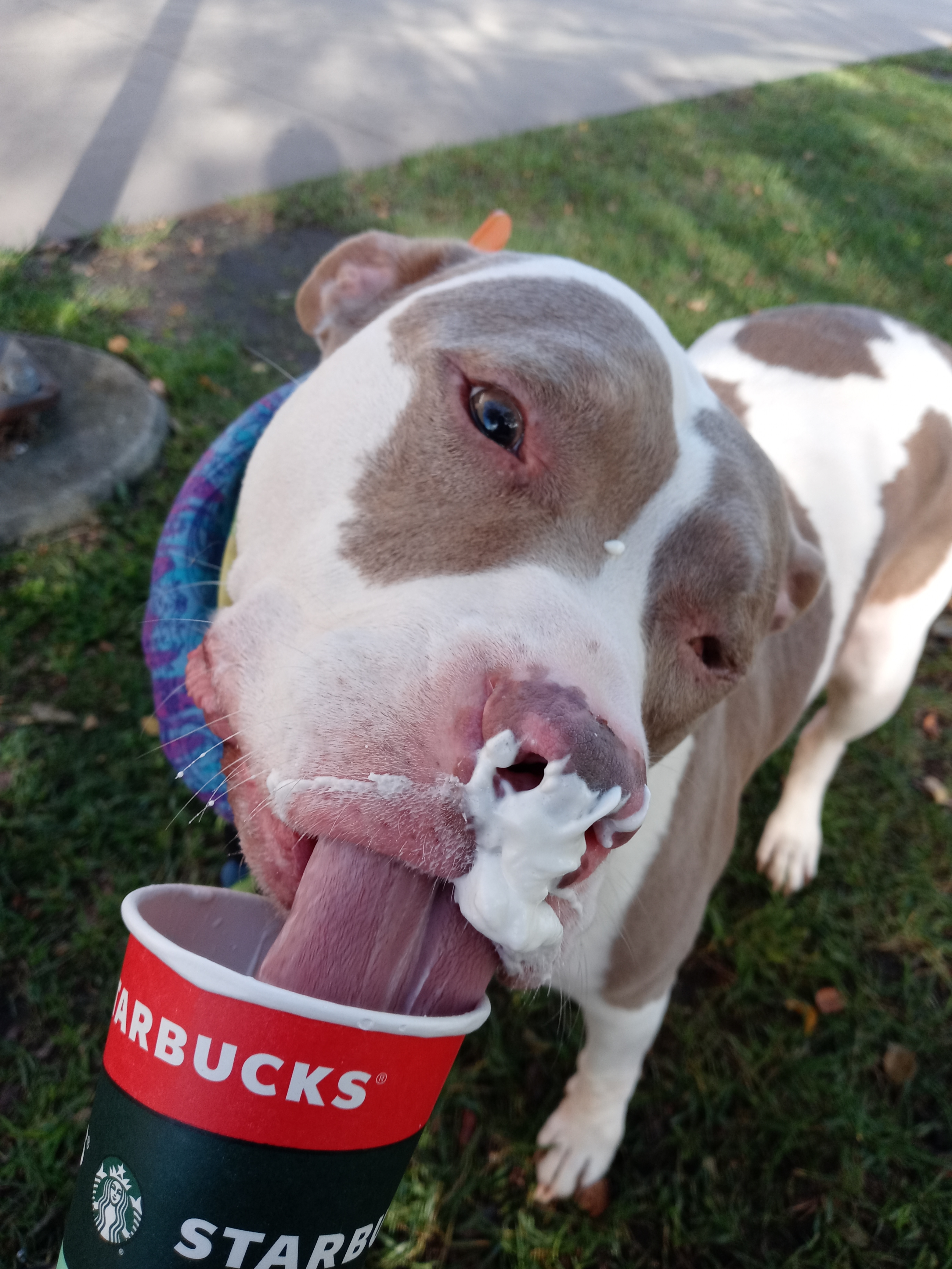 Boo Boo, an adoptable American Bully, American Bulldog in Hampton, VA, 23663 | Photo Image 3