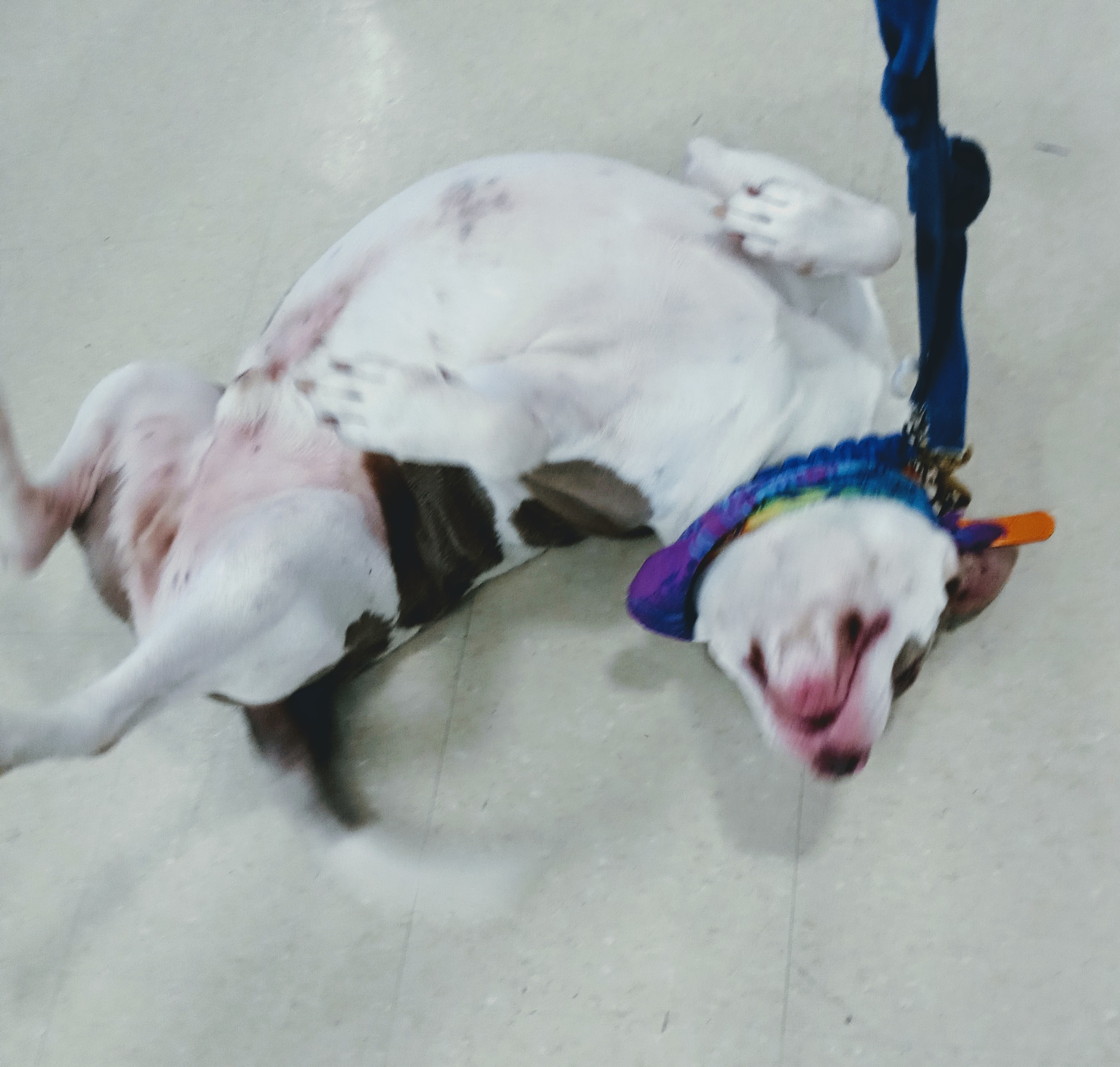 Boo Boo, an adoptable American Bully, American Bulldog in Hampton, VA, 23663 | Photo Image 4