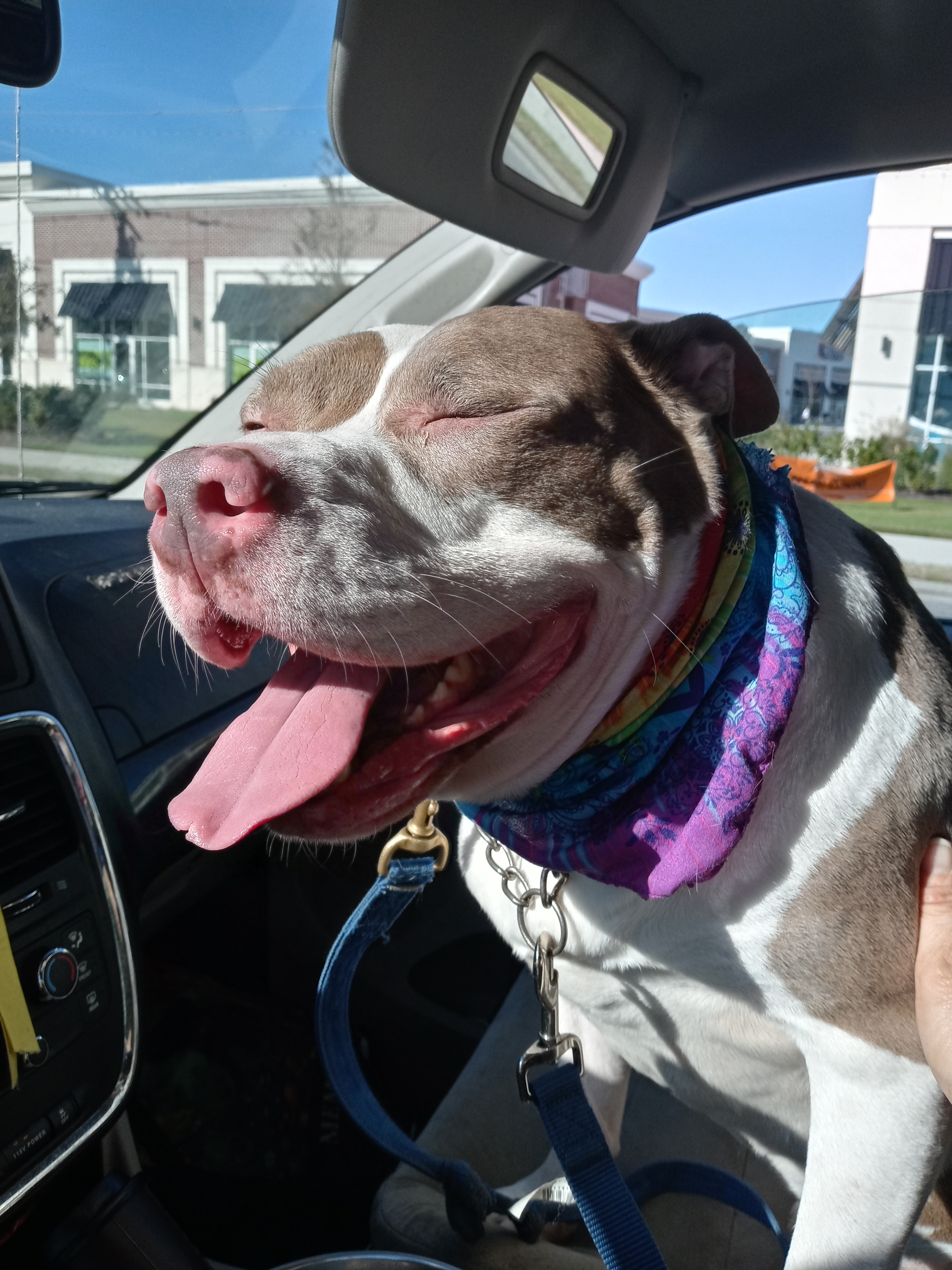 Boo Boo, an adoptable American Bully, American Bulldog in Hampton, VA, 23663 | Photo Image 5