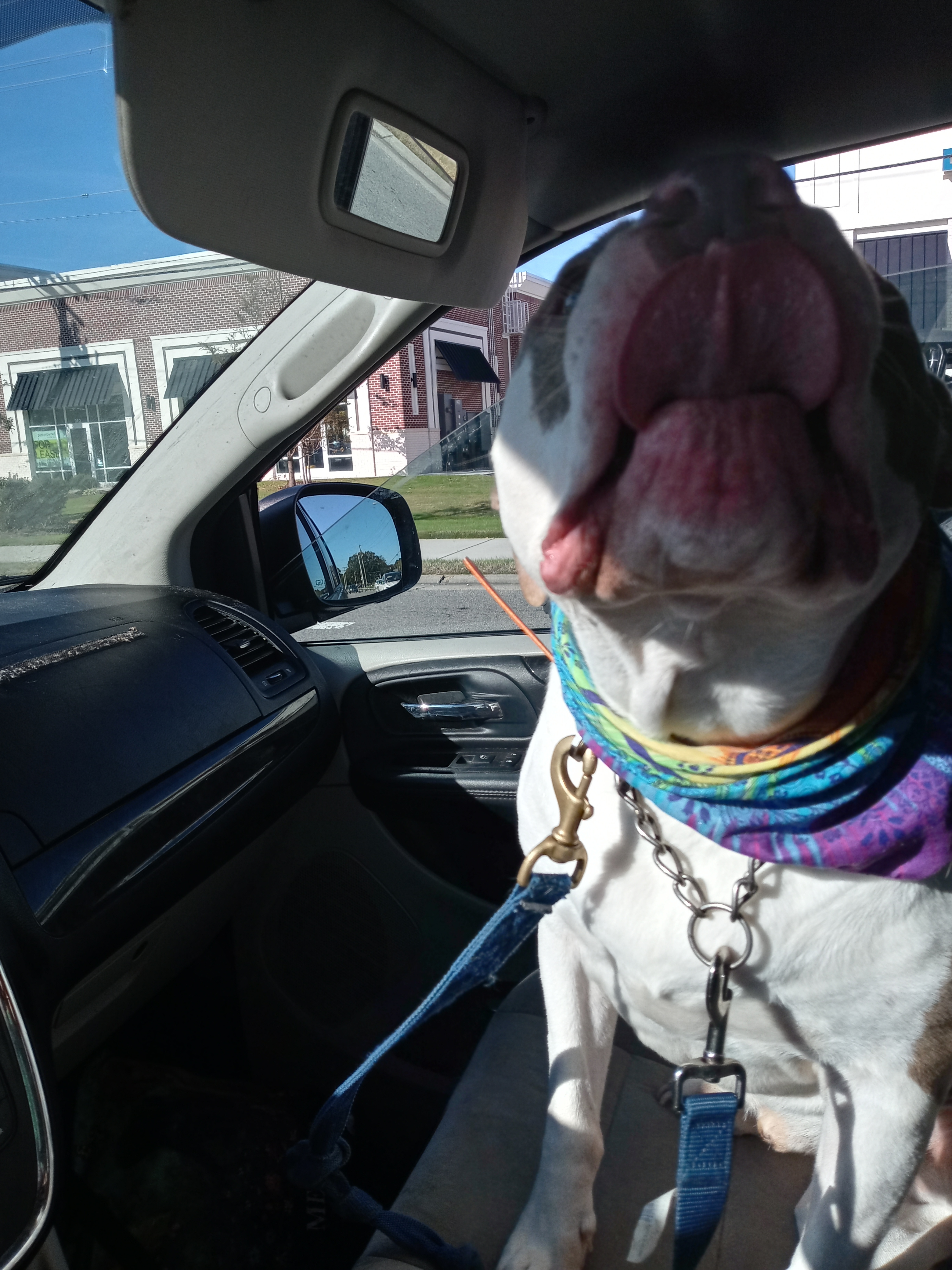 Boo Boo, an adoptable American Bully, American Bulldog in Hampton, VA, 23663 | Photo Image 6