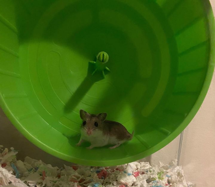 Bambi, an adopted Dwarf Hamster in Norwalk, CT_image-1