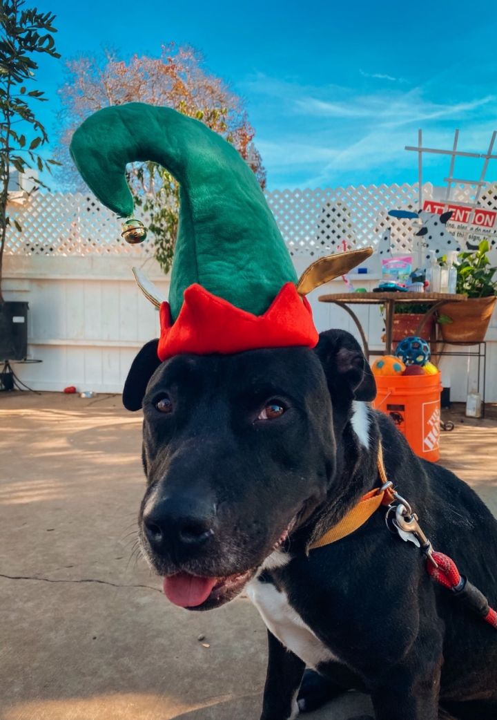 Buddy, an adopted Labrador Retriever & Pit Bull Terrier Mix in Newport Beach, CA_image-1