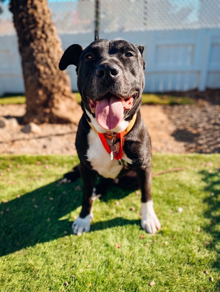 Buddy, an adopted Labrador Retriever & Pit Bull Terrier Mix in Newport Beach, CA_image-3