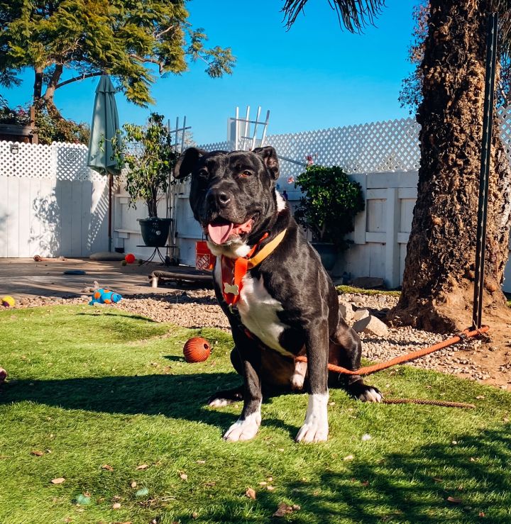 Buddy, an adopted Labrador Retriever & Pit Bull Terrier Mix in Newport Beach, CA_image-6