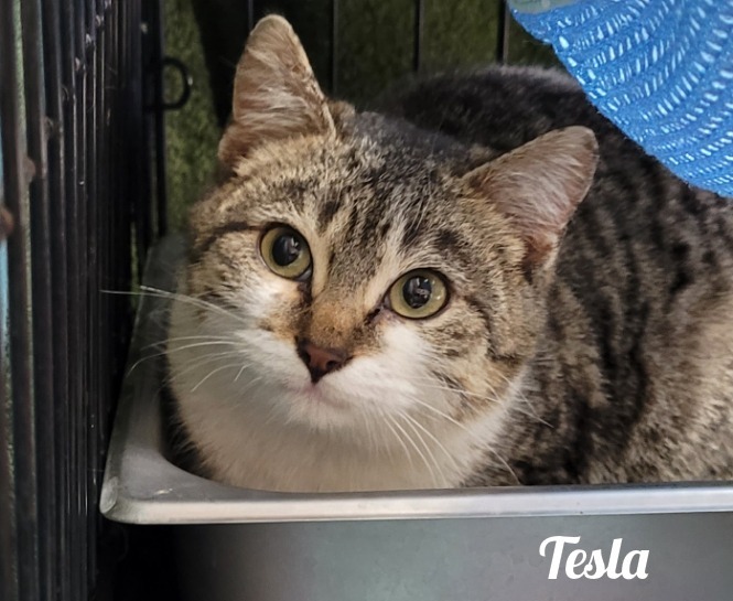 Tesla, an adoptable Domestic Short Hair in Cedar Rapids, IA, 52404 | Photo Image 1