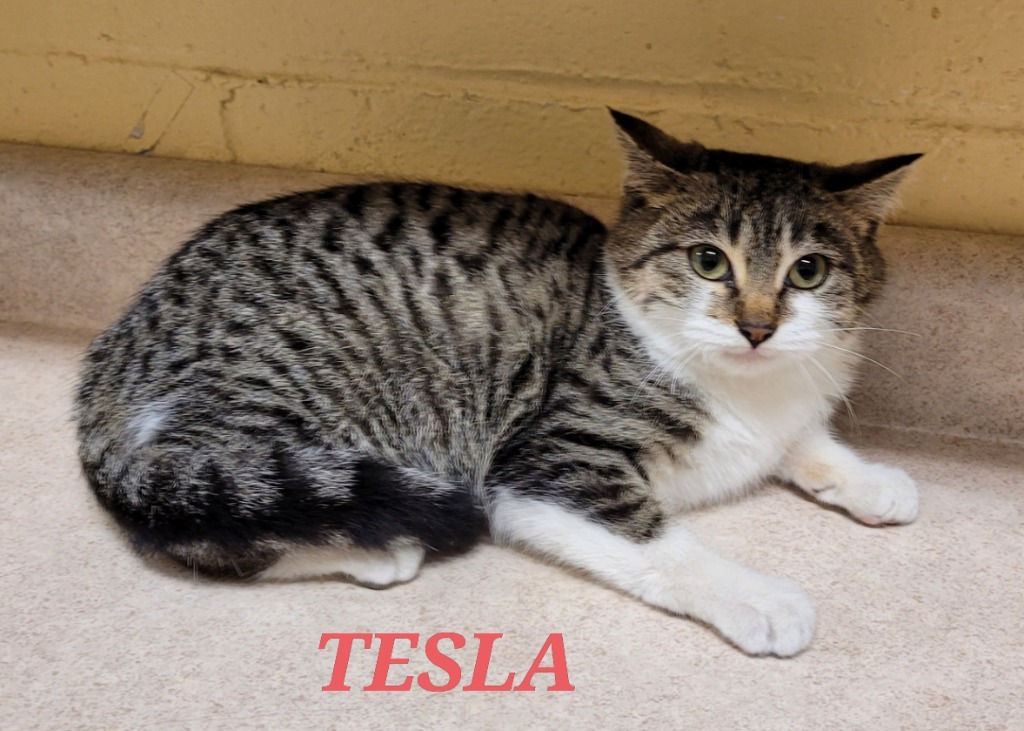 Tesla, an adoptable Domestic Short Hair in Cedar Rapids, IA, 52404 | Photo Image 2