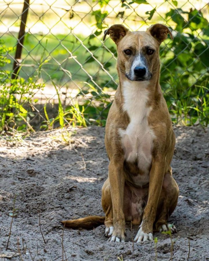 Finch, an adoptable Catahoula Leopard Dog Mix in Fulton, TX_image-2