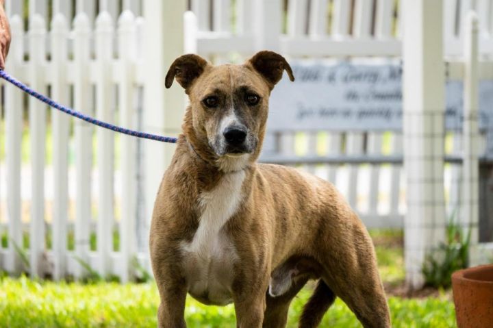 Finch, an adoptable Catahoula Leopard Dog Mix in Fulton, TX_image-4
