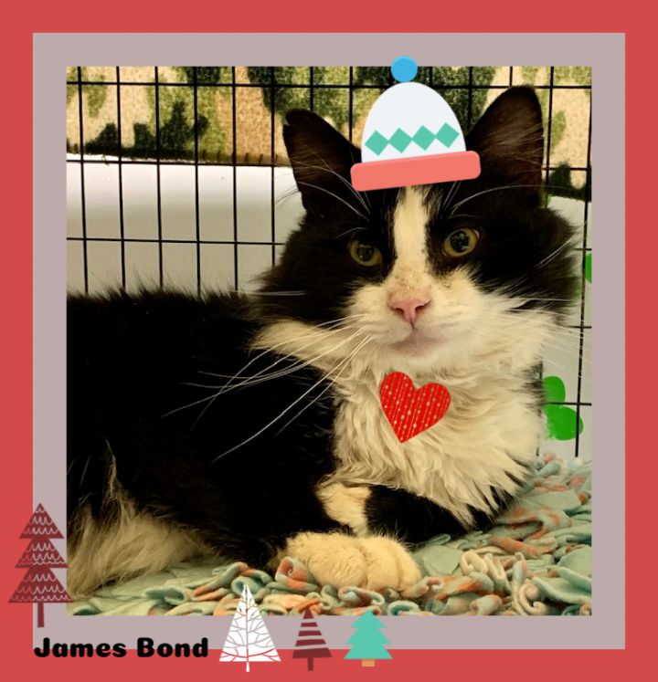 James Bond, an adopted Domestic Medium Hair in Providence, RI_image-1