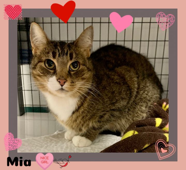 Mia, an adopted Domestic Short Hair in Providence, RI_image-1