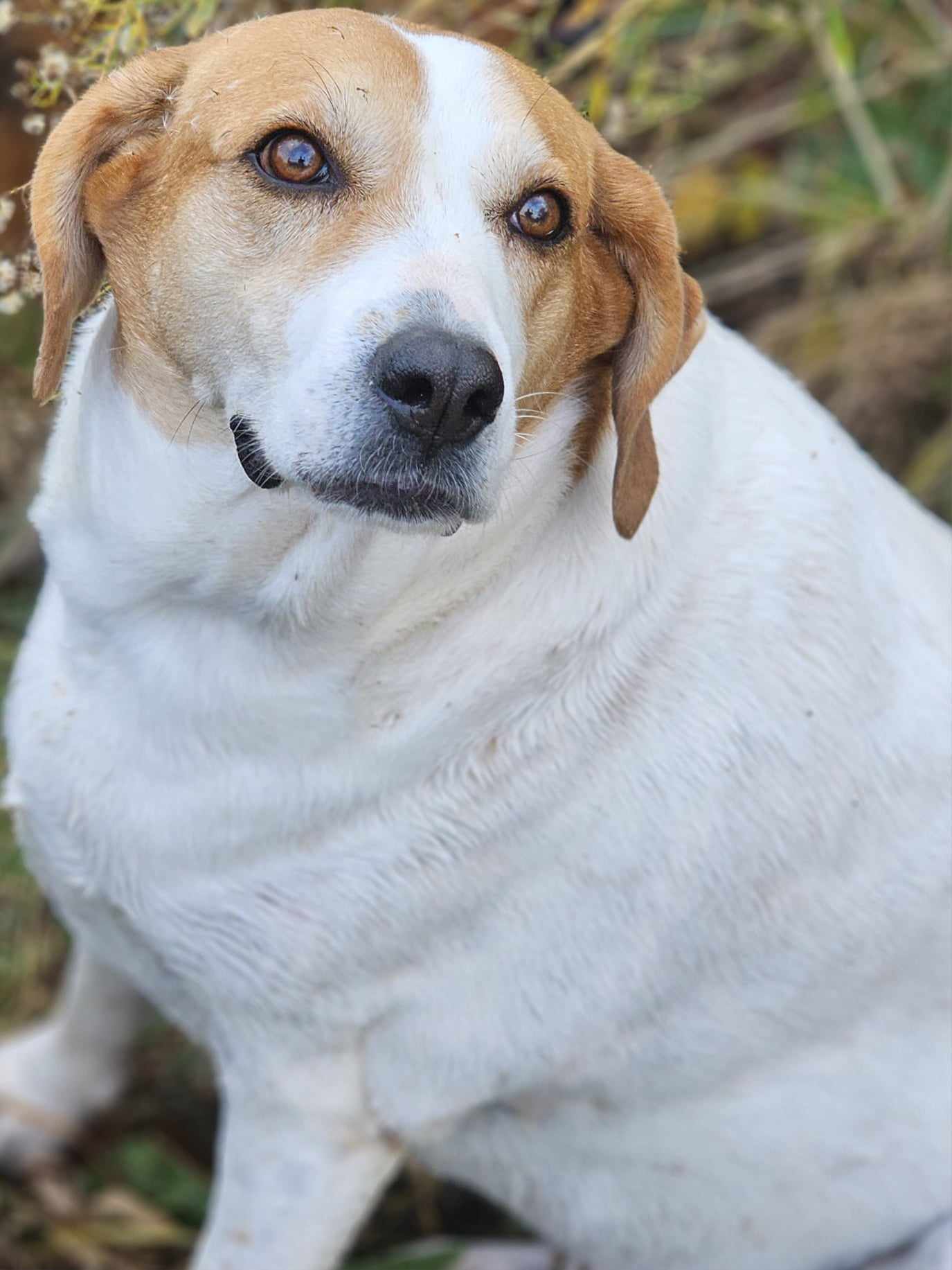 Peach Groot, an adoptable Great Pyrenees, Beagle in Cuba, NY, 14727 | Photo Image 1