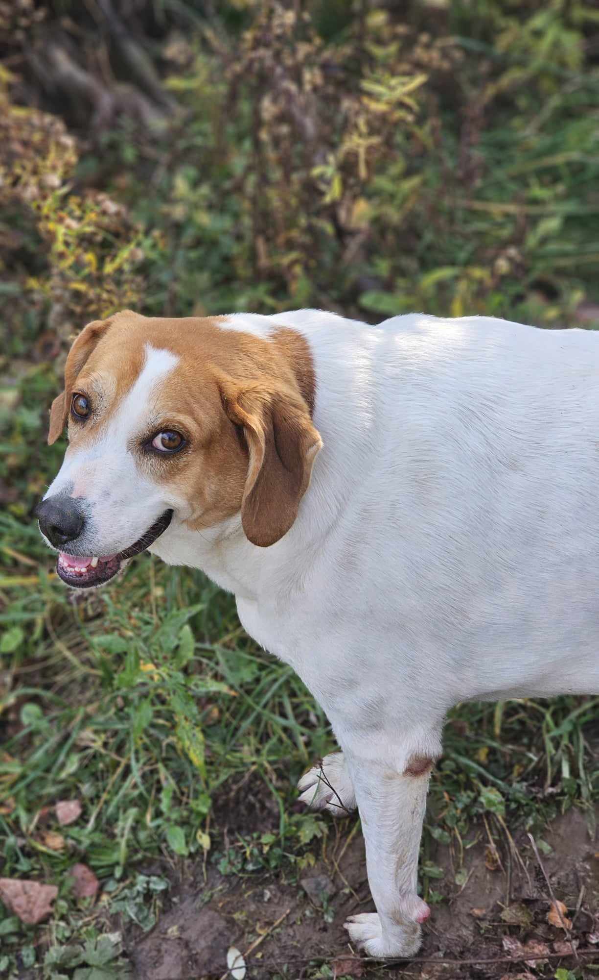 Peach Groot, an adoptable Great Pyrenees, Beagle in Cuba, NY, 14727 | Photo Image 2