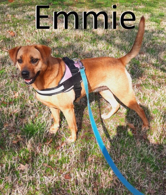 Emmie, an adoptable Mountain Cur in Mountain View, AR, 72560 | Photo Image 1