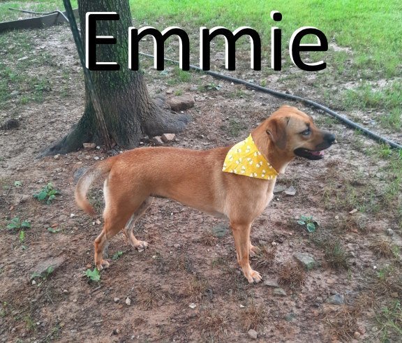 Emmie, an adoptable Mountain Cur in Mountain View, AR, 72560 | Photo Image 2