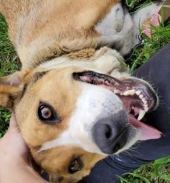 Chica, an adoptable American Staffordshire Terrier, Beagle in Frankenmuth, MI, 48734 | Photo Image 1