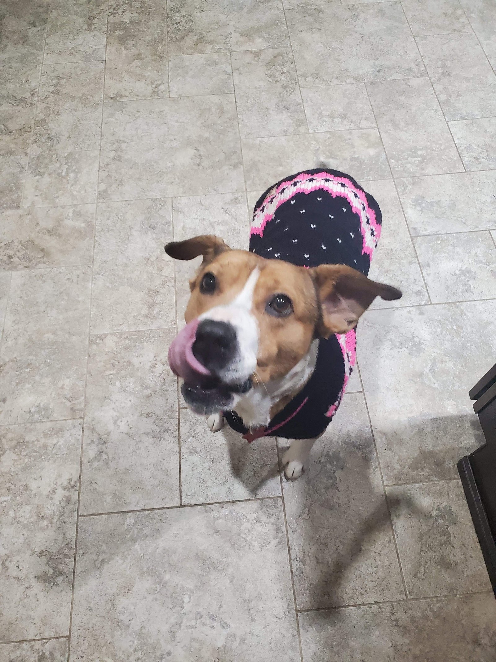 Chica, an adoptable American Staffordshire Terrier, Beagle in Frankenmuth, MI, 48734 | Photo Image 2