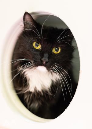 Whiskey, an adopted Domestic Medium Hair Mix in Lowell, MA_image-1