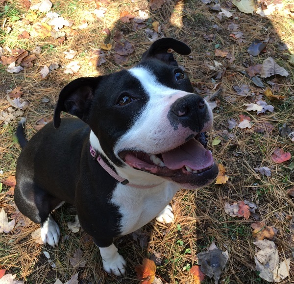 Missy, an adoptable Pit Bull Terrier in Manchester, CT, 06045 | Photo Image 3