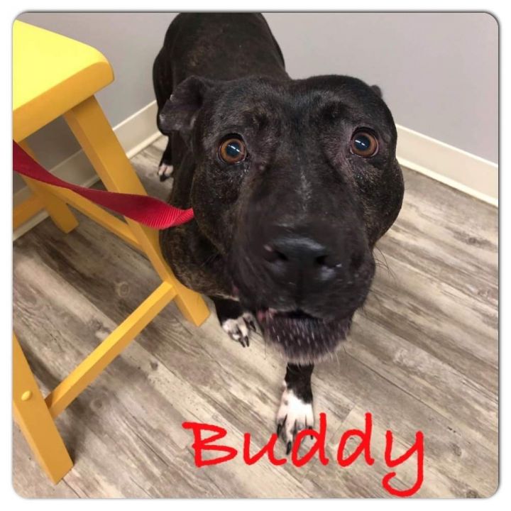 Buddy, an adopted Mixed Breed in Tunica, MS_image-1