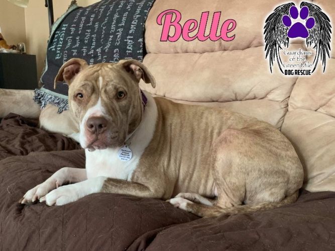 Belle (Foster or Adopt)