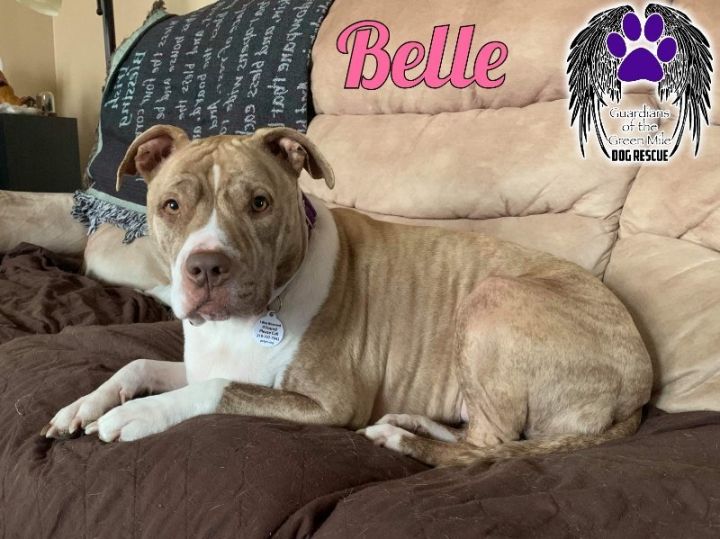 Belle (Foster or Adopt) 1