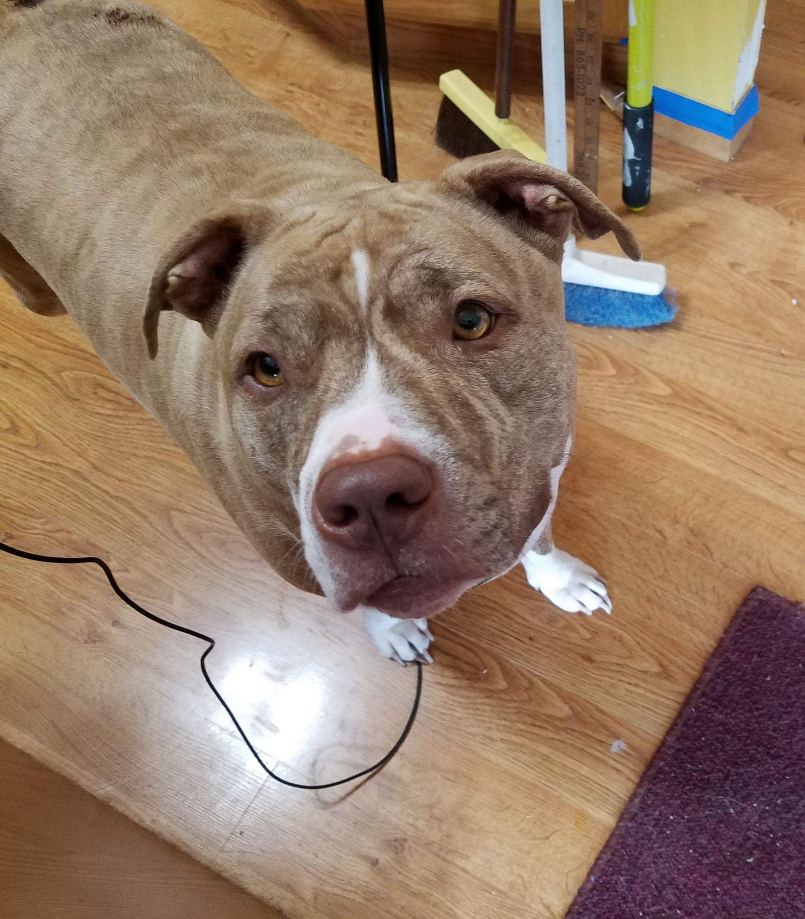 Belle, an adoptable American Staffordshire Terrier in Portage, IN, 46368 | Photo Image 3