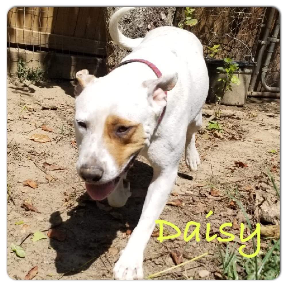 Daisy, an adoptable Mixed Breed in Tunica, MS, 38676 | Photo Image 1