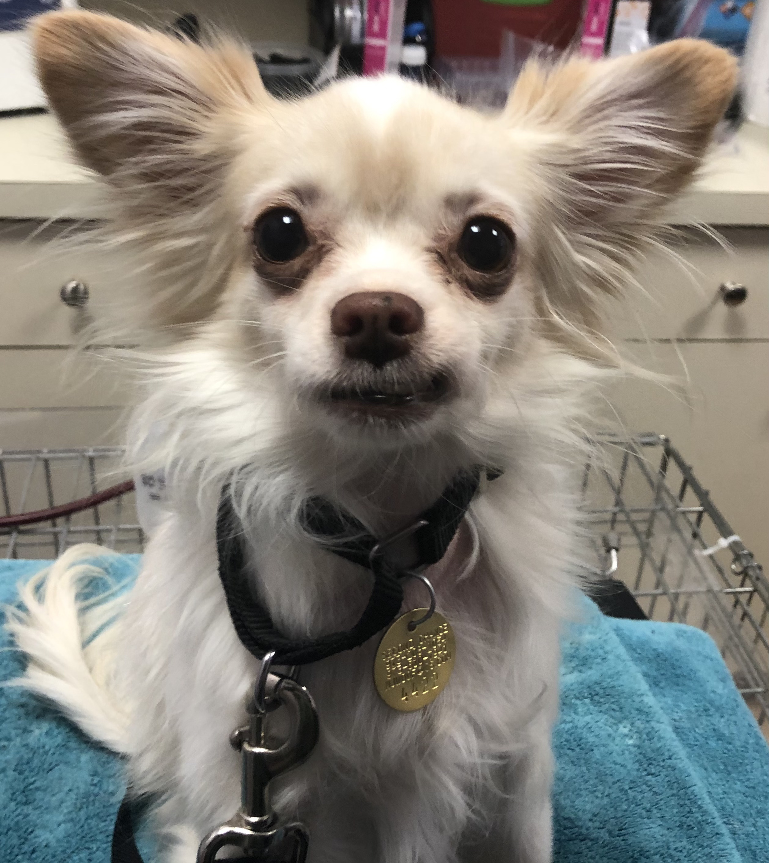 Dog for adoption - Buddy, a Chihuahua & Papillon Mix in ...