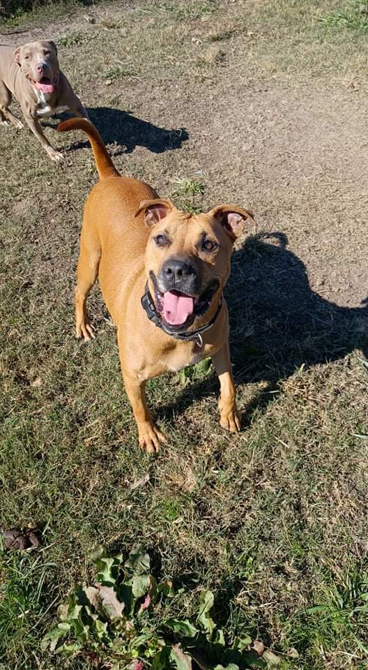 Maggie, an adoptable Mixed Breed in Tunica, MS, 38676 | Photo Image 1