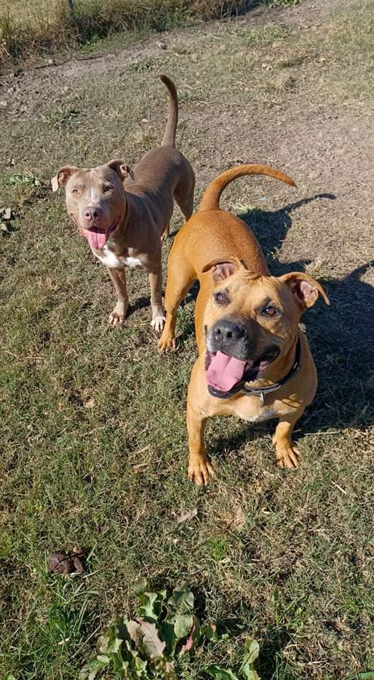 Maggie, an adoptable Mixed Breed in Tunica, MS, 38676 | Photo Image 5