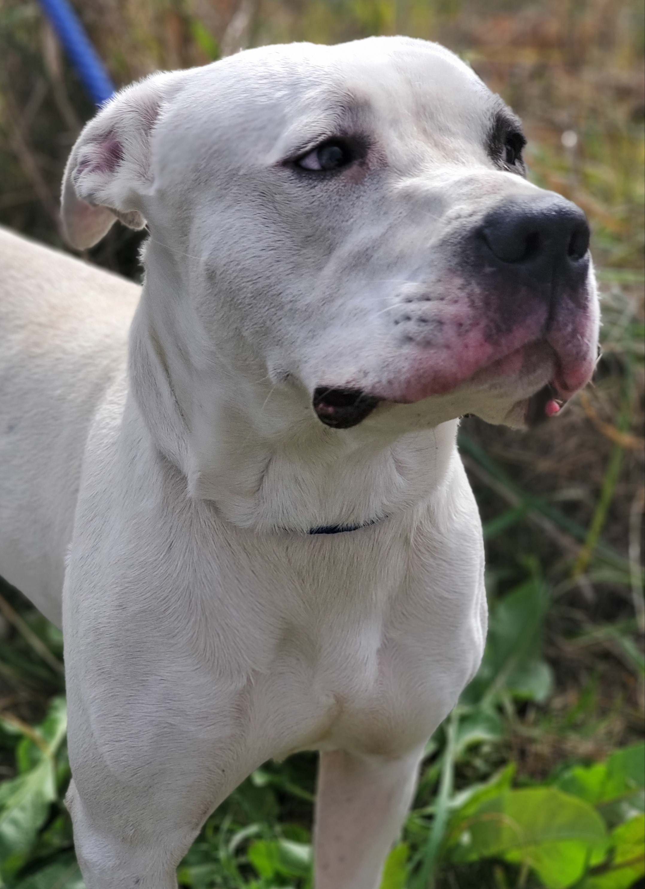 Pharaoh, an adoptable Mixed Breed in Tunica, MS, 38676 | Photo Image 2