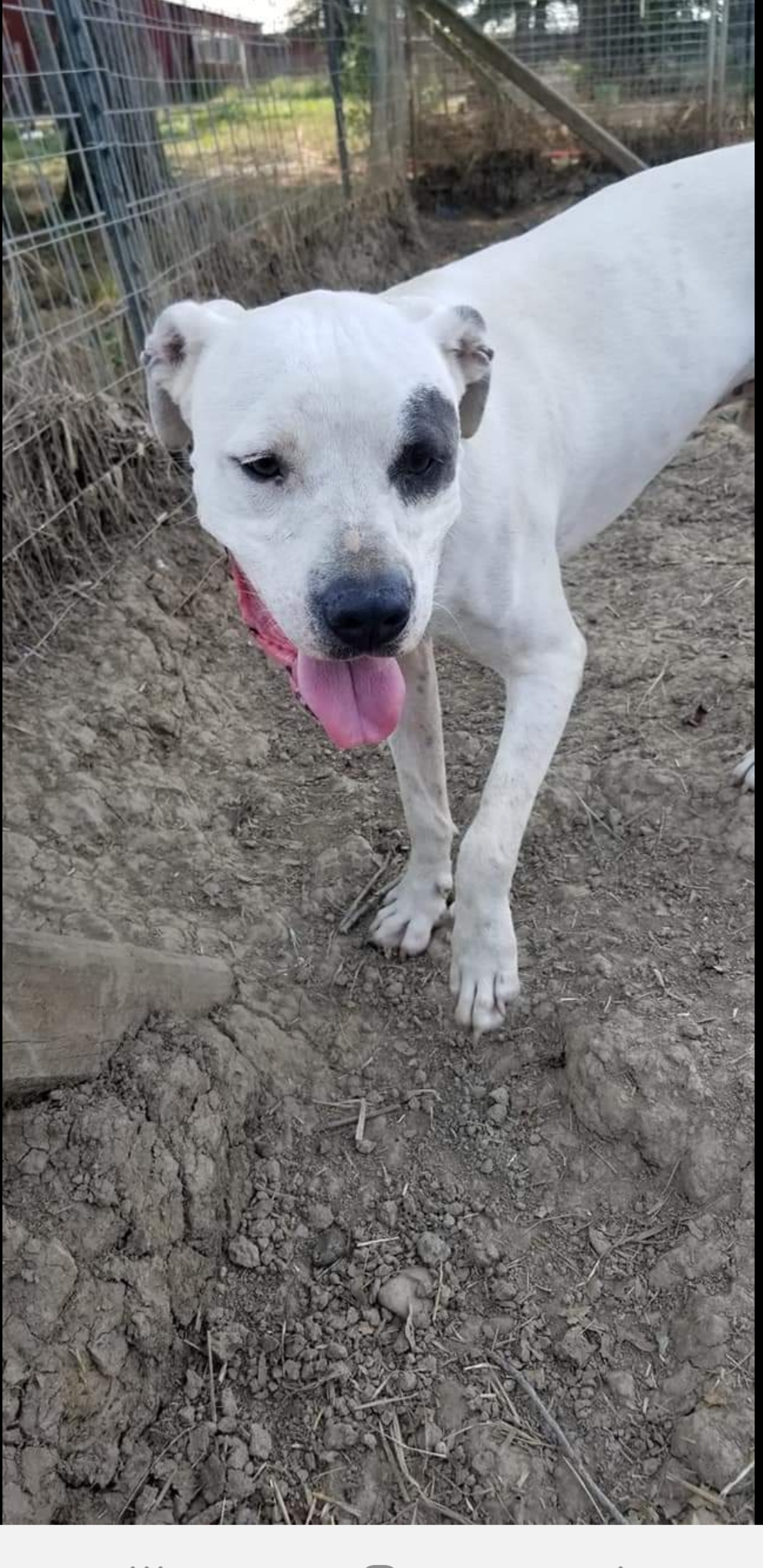 Pharaoh, an adoptable Mixed Breed in Tunica, MS, 38676 | Photo Image 4