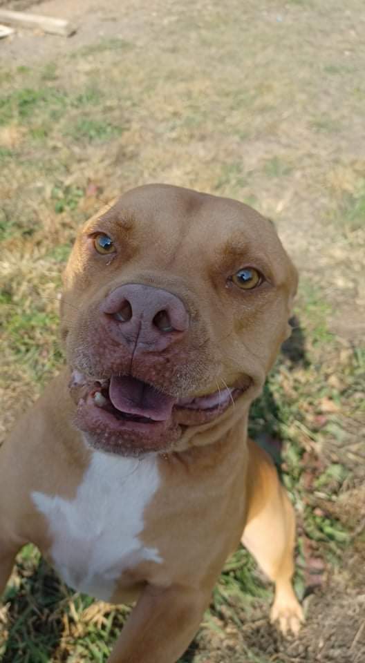 Rascal, an adoptable Mixed Breed in Tunica, MS, 38676 | Photo Image 1