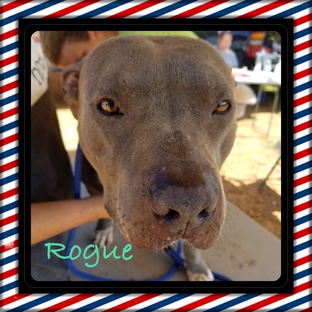 Rogue, an adoptable Mixed Breed in Tunica, MS, 38676 | Photo Image 2