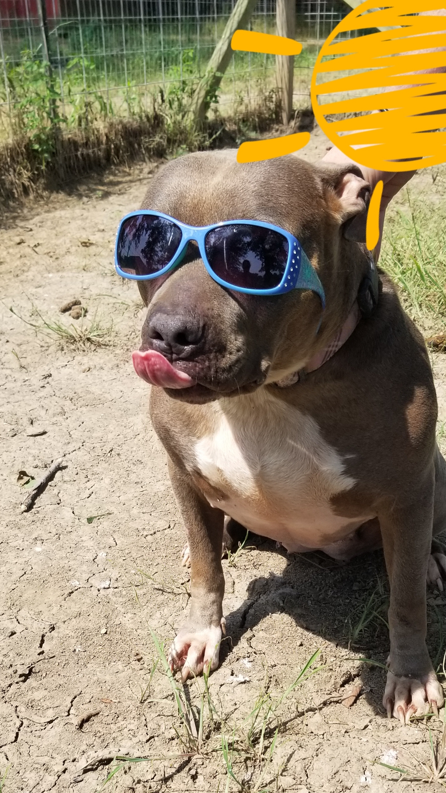 Rogue, an adoptable Mixed Breed in Tunica, MS, 38676 | Photo Image 1