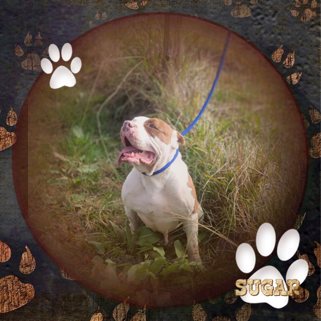 Sugar, an adoptable Mixed Breed in Tunica, MS, 38676 | Photo Image 2