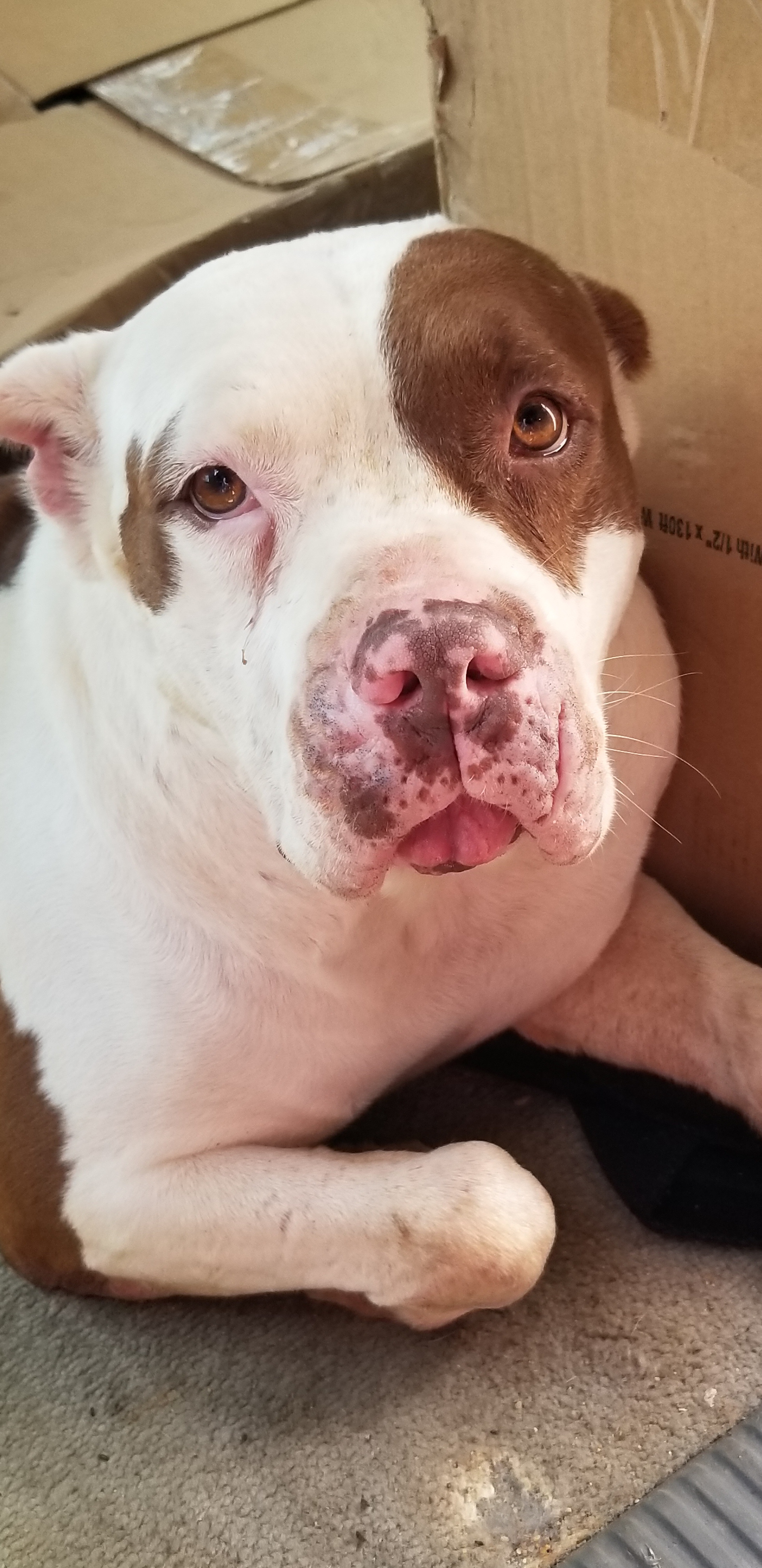 Sugar, an adoptable Mixed Breed in Tunica, MS, 38676 | Photo Image 4