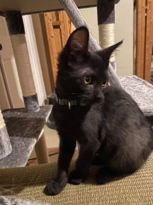 Bat Kitten - Lawrence