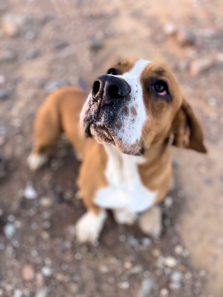 Boxer basset hot sale hound